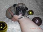 Französische Bulldogge Welpen Blau fawn