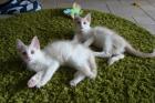 Türkisch Angora Kitten mit Stammbaum