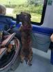 Cane Corsa Amstaff Mix zu verkaufen