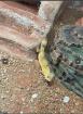 3 Leapardgeckos suchen ein neues Zuhause